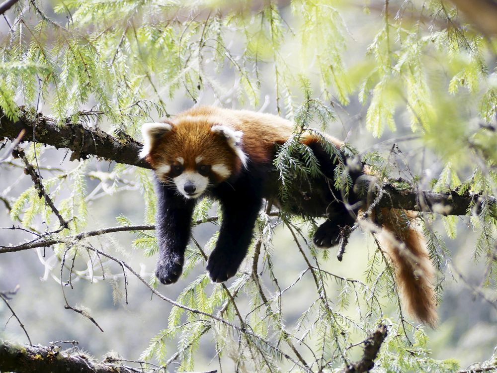 Red Panda Martin Royle